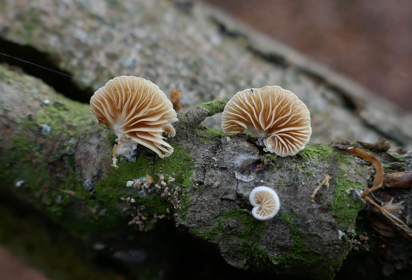 Photo by Jackie Ewan Crepidotus cesatii by Jackie Ewan